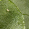 Amblyseius andersoni