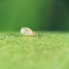 Amblyseius swirskii