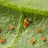 Phytoseiulus persimilis en action