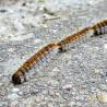 Chenilles Thaumetopoea pityocampa