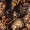 Stratiolaelaps scimitus dans son substrat