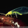 Adulte de chrysope ou demoiselle aux yeux d'or
