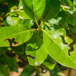 Phéromone pour capturer l'Otiorhynque de la vigne | Crisop shop