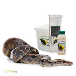 Taurrus - Prédateurs des parasites sur NAC | Crisop shop