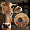 Biopar
