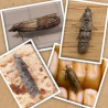 Le trichogramme cible en particulier Plodia interpunctella, Ephestia kuehniella, Ephestia elutella, Sitotroga cerealella