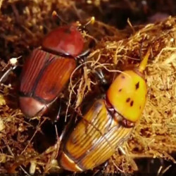Rhyncophorus ferrigineus adulte