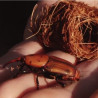 Rhyncophorus ferrigineus adulte