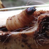 Larve Rhyncophorus ferrigineus