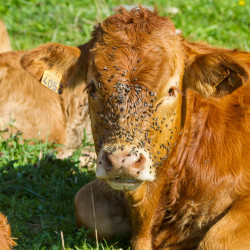 Piqûres des animaux