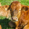 Piqûres des animaux