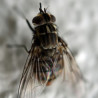 Stomoxys calcitrans adulte