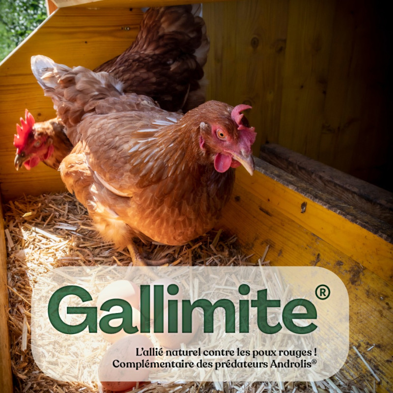 Galimite prédateur poux rouges