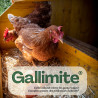 Galimite prédateur poux rouges