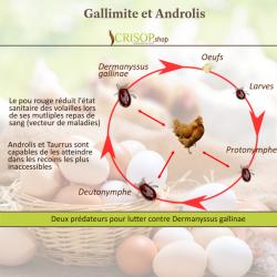 Gallimite - Prédateurs de poux rouges | Crisop.shop