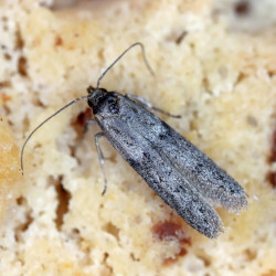 Piège à mites | Crisop.shop