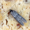 Piège à mites | Crisop.shop