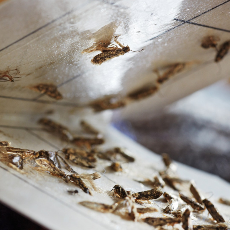 Piège à mites