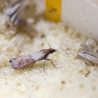 Piège à mites | Crisop.shop