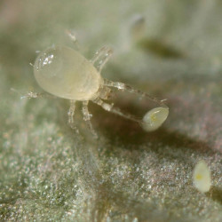 Limonica Ulti-Mite - Acariens prédateurs de Thrips et aleurodes | Koppert