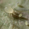 Limonica Ulti-Mite - Acariens prédateurs de Thrips et aleurodes | Koppert