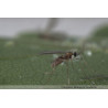 Aphidoletes aphidimyza adulte