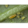 Aphidoletes aphidimyza larve