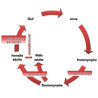 Cycle du pou rouge