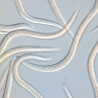 Steinernema carpocapsae au microscope électronique. 
Source: Koppert