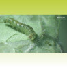 Chenille Tuta absoluta