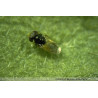 Aphelinus abdominalis adulte