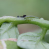 Tuta absoluta sur tomate
