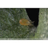 Neoseiulus californicus