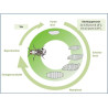 Cycle de Drosophila Suzukii (Source : ephytia)