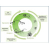 Cycle biologique d' Aphelinus abdominalis