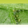 Swirski-Mite - Acariens prédateurs d'aleurodes et thrips | Koppert