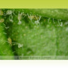 Swirski-Mite - Acariens prédateurs d'aleurodes et thrips | Koppert