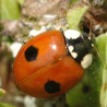 Adalia - Coccinelle à deux points adulte