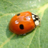 Adalia - Coccinelle à deux points adulte