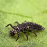 Adalia - Larve de Coccinelle à deux points