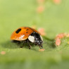 Adalia - Coccinelle à deux points adulte mangeant des pucerons