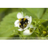 Natupol - Ruche pour polliniser les cultures sous serre | Koppert
