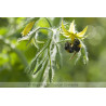 Natupol - Ruche pour polliniser les cultures sous serre | Koppert
