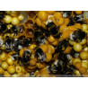 Natupol - Ruche pour polliniser les cultures sous serre | Koppert