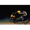 Bombus Terretris